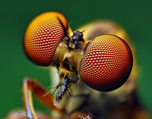 bug-eyes15.jpg