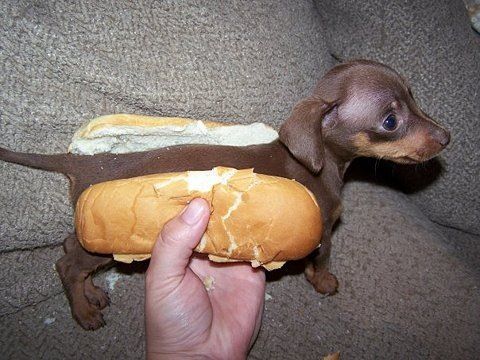 hotdawg.jpg