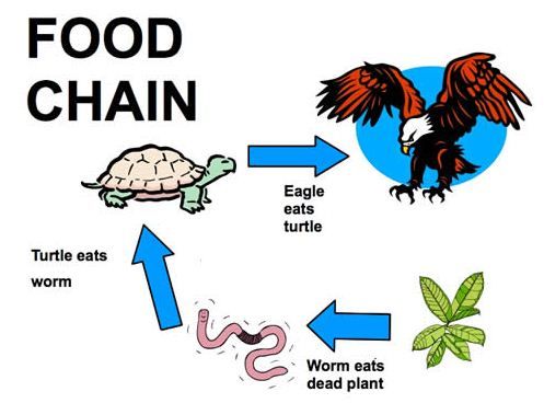 food chain.JPG