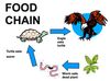 food chain.JPG