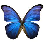 butterfly_deep_blue.jpg