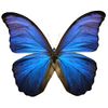 butterfly_deep_blue.jpg