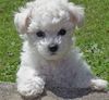 bichon-frise-puppies.jpg