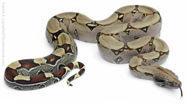 Boa-Constrictor-Facts-624x345.jpg
