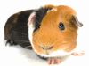 guinea-pig-1.jpg