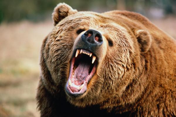 100014364-bear_growl_gettyp-600x400.jpg