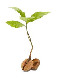 seedling-transparent.png