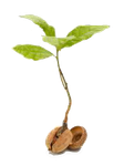 seedling-transparent.png