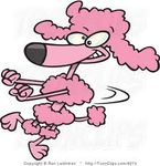 poodle happy dance.jpg