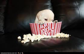 popcorn dog.jpg