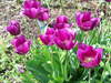 spring flowers in tn 013.JPG