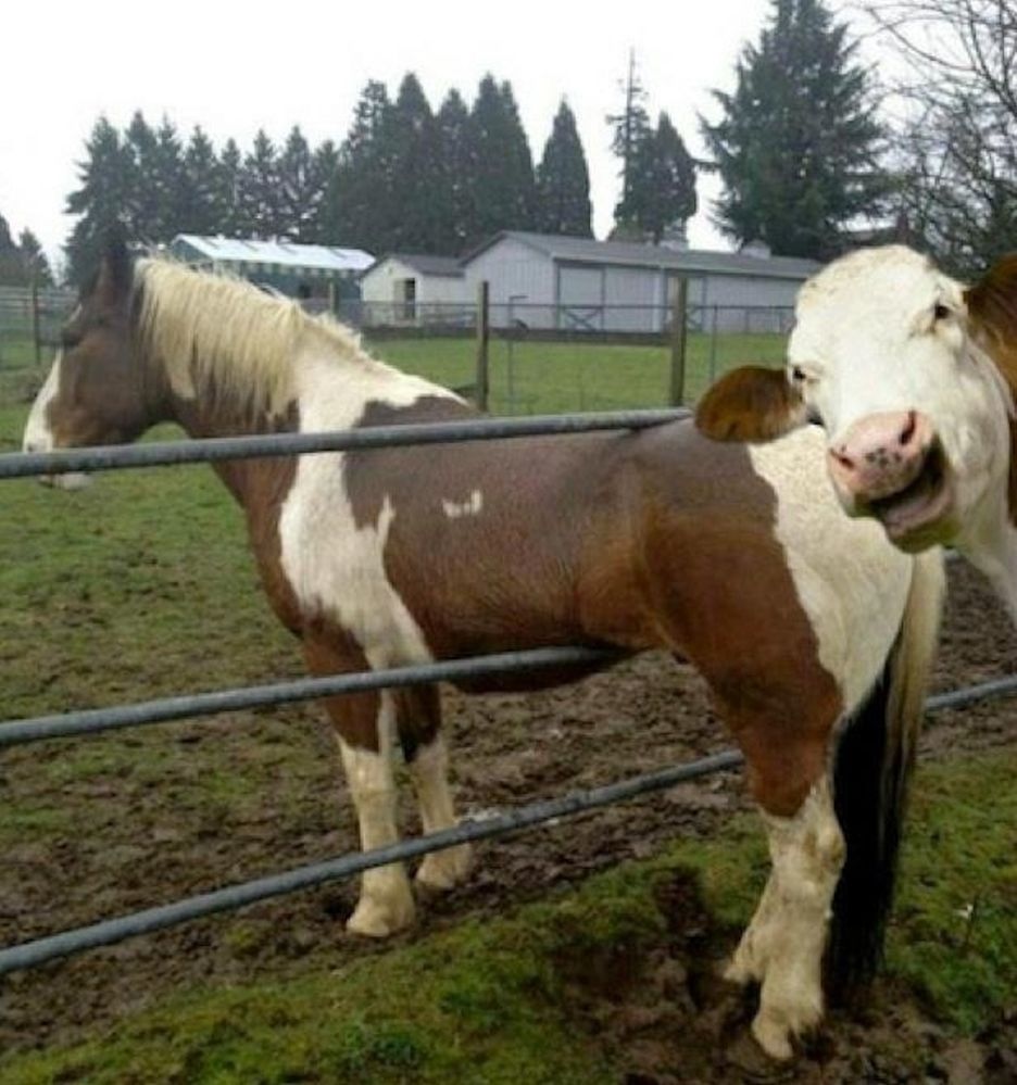 Cow Grin.jpg
