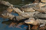 1-alligator-pool-party.jpg