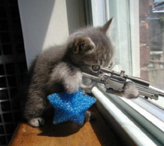 Sniper-kitty.jpg