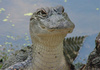 gator-stare.jpg