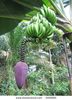 -banana-tree-.jpg