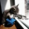 sniper-kitten.jpg