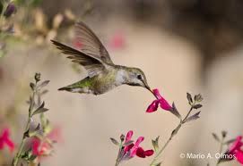 humming birds.jpg