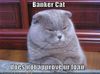 banker-cat.jpg