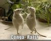 Conga_Rats_2.jpg