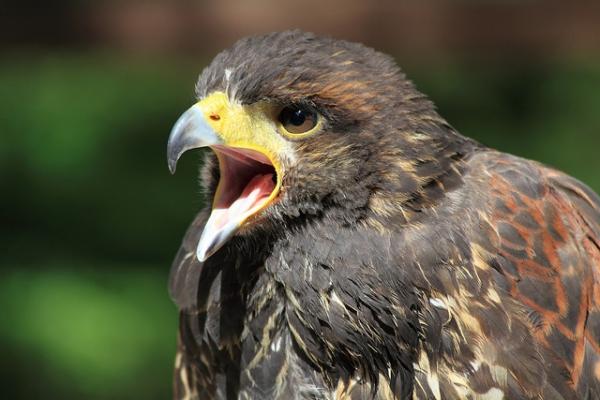 harris_hawk_grahame_bentley.jpg