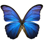 butterfly_deep_blue.jpg