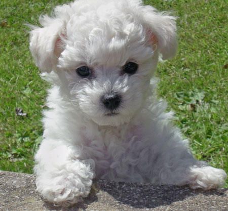 bichon-frise-puppies.jpg