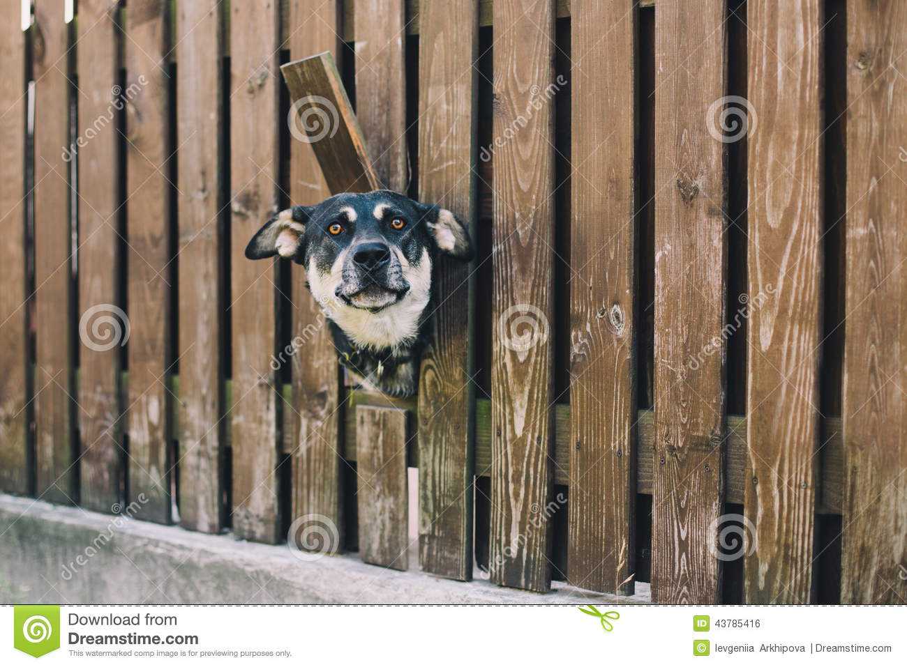 dog-looking-hole-fence-curious-43785416.jpg