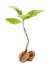 seedling-transparent.png