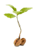 seedling-transparent.png