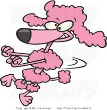 poodle happy dance.jpg