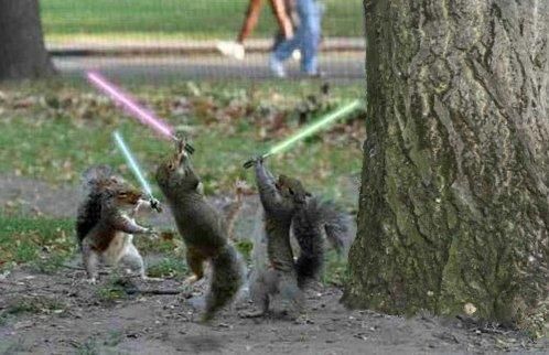 jedi_squirrel.jpg