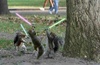 jedi_squirrel.jpg