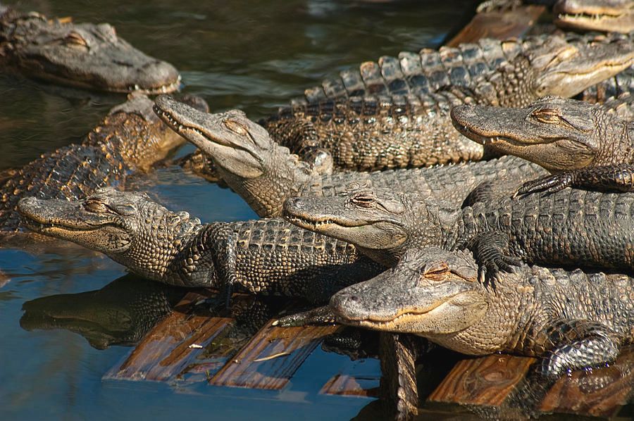 1-alligator-pool-party.jpg