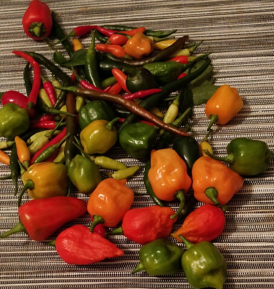 final2019harvest.jpg