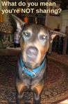 DOBERMAN STARE CROP 1.jpg