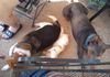 3 dogs on patio crop 1.jpg