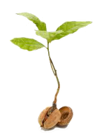 seedling-transparent.png