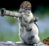 army_squirrel.jpg