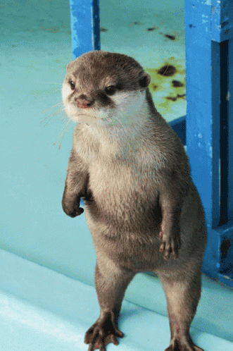 otter-cry-otter.gif