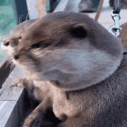 ezgif.com-gif-maker (5).gif