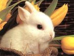 rabbit[2].jpg